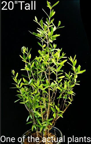 Organic olive tree plant - organic, plant,
