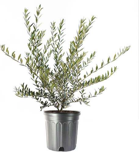 Live olive tree arbequina - olive, tree,