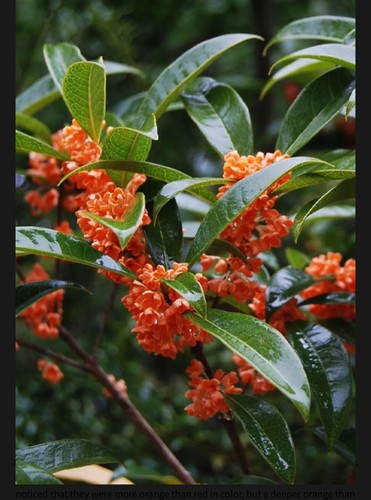 Beni kin mokusei sweet tea - sweet,