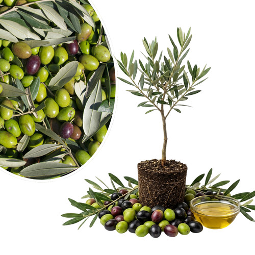 Arbequina olive tree live - arbequina,