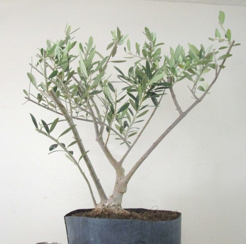 Big european olive for - european,