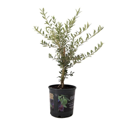Live arbequina olive tree - live, –