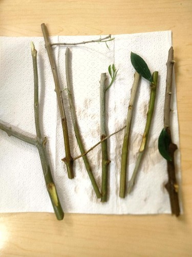 Live organic olives tree - live,
